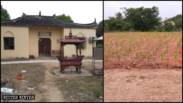 Officials ordered to plant corn in place of the demolished temple.