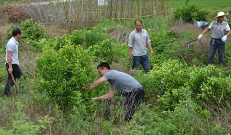 In May, officials from Guanyang county’s Wenshi town in Guangxi Zhuang Autonomous Region launched a campaign to cut down fruit trees and use the land to plant grains.