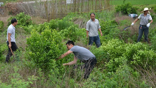 In May, officials from Guanyang county’s Wenshi town in Guangxi Zhuang Autonomous Region launched a campaign to cut down fruit trees and use the land to plant grains.