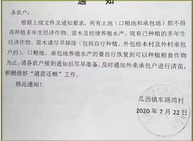 Farmers in a village under the jurisdiction of Guali town in the Xiaoshan district of Hangzhou, the capital of the eastern province of Zhejiang, received a government order in July to use their sapling fields to grown grains.